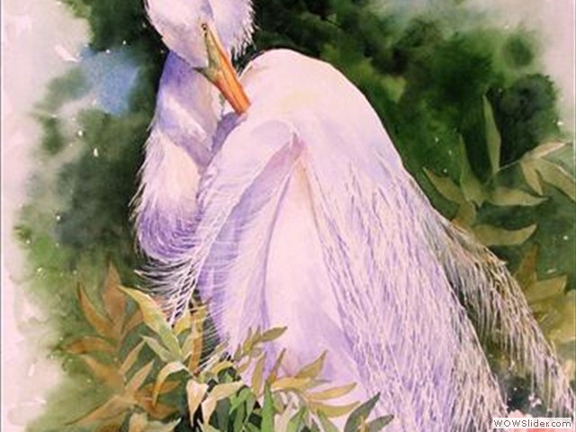 White Heron2